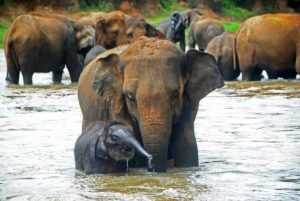 Pinnawala Elephant Orphanage - Day Excursion