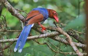 Endemic Birds of Sri Lanka